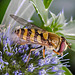 20230722 2921CPw [D~LIP] Mannstreu, Große Schwebfliege (Syrphus ribesii), BS