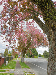 Spring Trees.