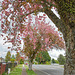 Spring Trees.