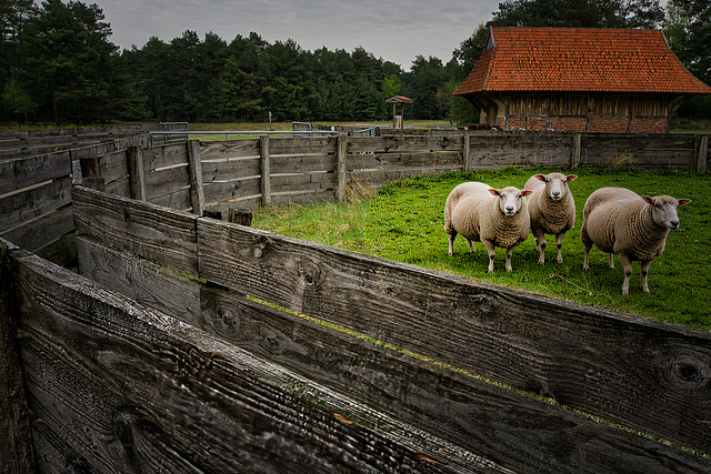 Schafstall und Zaun - HFF