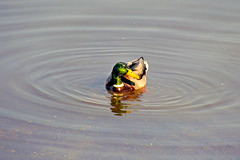 Mallard Duck (Male)