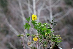 Anemone ranunculoïdes