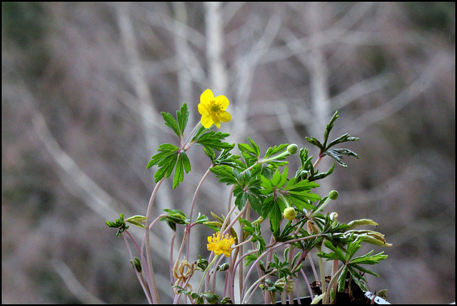 Anemone ranunculoïdes