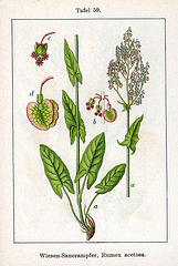 400px-Rumex acetosa Sturm59