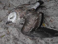 DSCN5245 - filhote de gaivota Larus dominicanus machucado