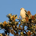 Black-shouldered kite