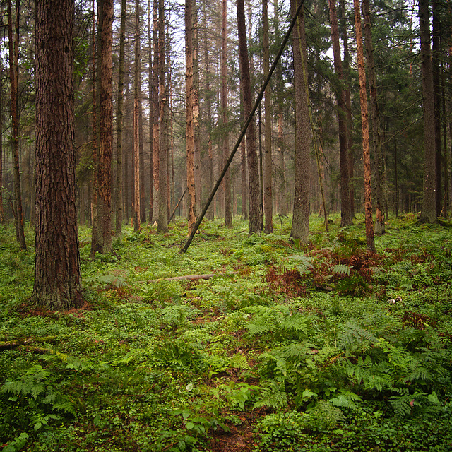 Białowieża