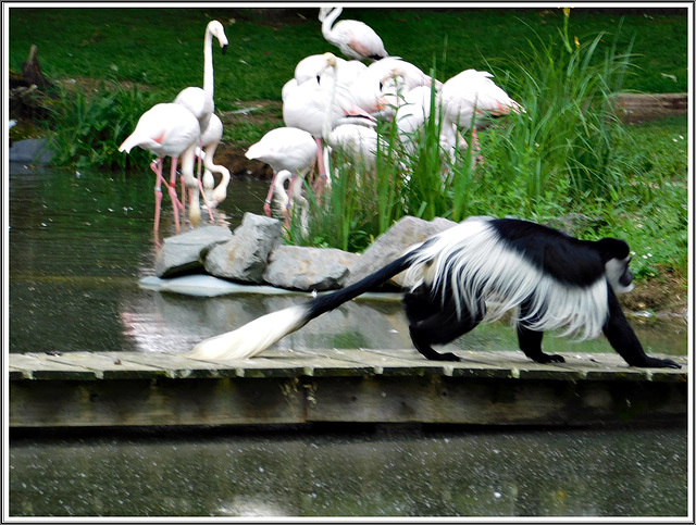 Au parc zoologique de la Bourbansais