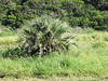 DSC04903 - butiá Butia catarinensis, Arecaceae