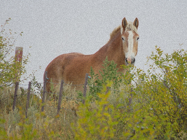 Horse + texture