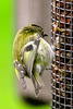 Some claim Goldcrests are exclusively insectivores, these images prove otherwise...