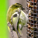 Some claim Goldcrests are exclusively insectivores, these images prove otherwise...