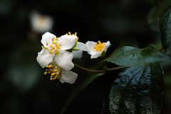 Philadelphus lewisii, Yosemite USA L1020388