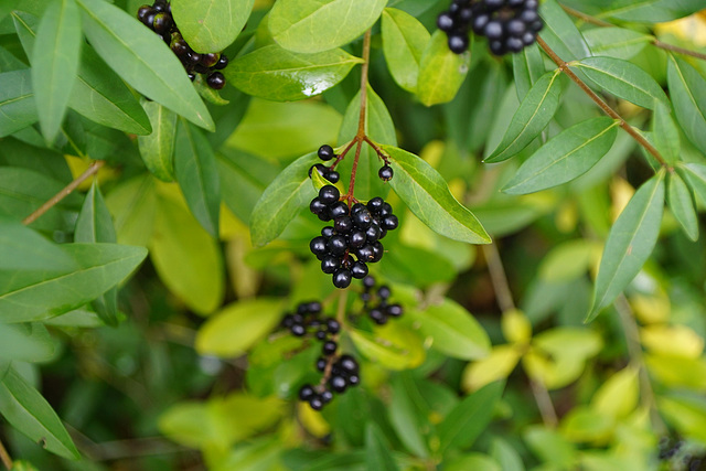 Ligusterbeeren