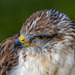 Falconry at Chester Cathedral (5)