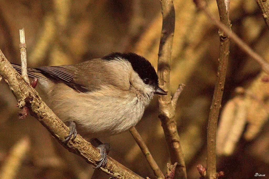 Mésange nonnette