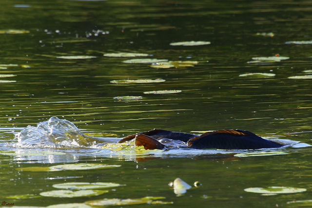 Les ébats des carpes