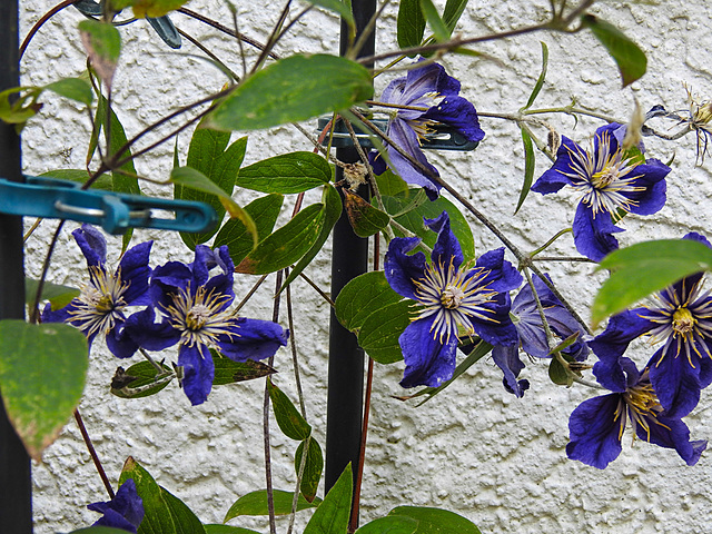 20210907 2814CPw [D~LIP] Waldrebe (Clematis SoMany Blue Flowers) Bad Salzuflen