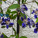 20210907 2814CPw [D~LIP] Waldrebe (Clematis SoMany Blue Flowers) Bad Salzuflen