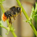 20230722 2930CPw [D~LIP] Jakobs-Greiskraut, Steinhummel (Bombus lapidarius), BS
