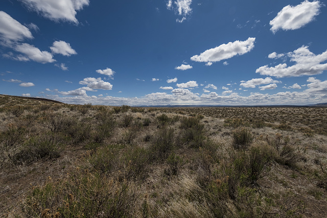 Ocean of Sage