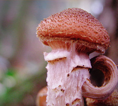 Mushroom with  fingerhandle