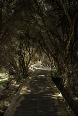 The Path to the Bird hide