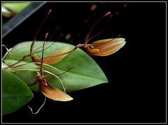 Restrepia trichoglossa (4)