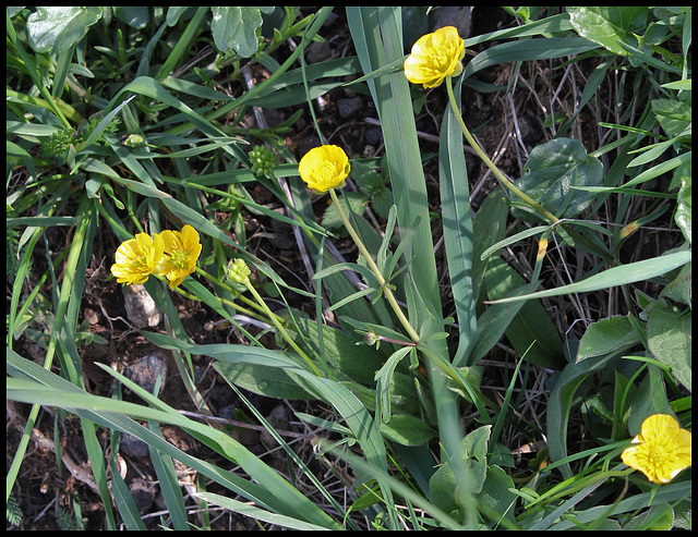 Ranunculus auricomus (2)