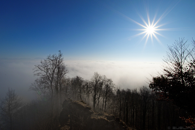 knapp über der Nebelgrenze auf dem Uetliberg (© Buelipix)