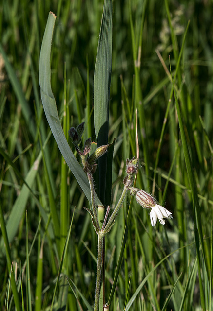 20170518 3064VRAw [A+H] Gemeines Leimkraut (Silene vulgaris), Neusiedler See