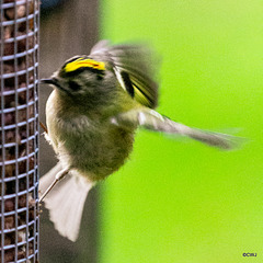 Some claim Goldcrests are exclusively insectivores, these images prove otherwise...