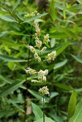 Phlaris arundinacea, Canary grass, Zion Natural Park USA L1010661