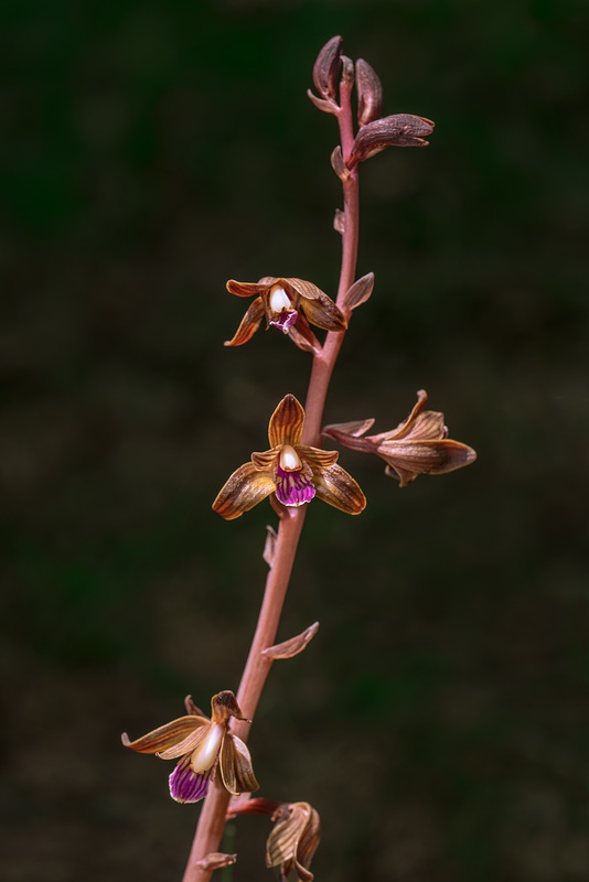 Hexalectris spicata (Crested Coralroot orchid)