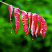 Water drops from yesterdays rain