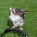 Falconry at Chester Cathedral (6)