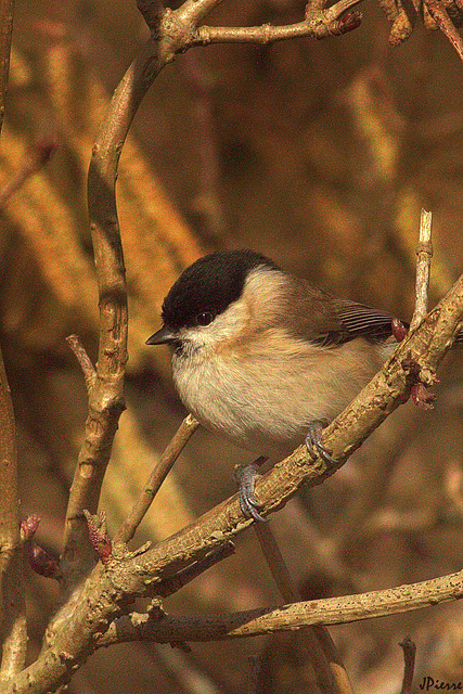 Mésange nonnette