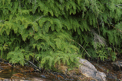 Gleichenia microphylla (Coral Fern)