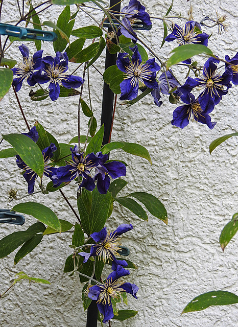 20210907 2815CPw [D~LIP] Waldrebe (Clematis SoMany Blue Flowers) Bad Salzuflen