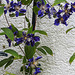 20210907 2815CPw [D~LIP] Waldrebe (Clematis SoMany Blue Flowers) Bad Salzuflen