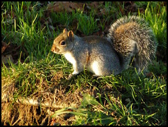 squirrel in the autumn sun