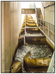 FISCHTREPPE Iffezheim