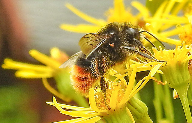 20230722 2931CPw [D~LIP] Jakobs-Greiskraut, Steinhummel (Bombus lapidarius), BS