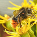 20230722 2931CPw [D~LIP] Jakobs-Greiskraut, Steinhummel (Bombus lapidarius), BS