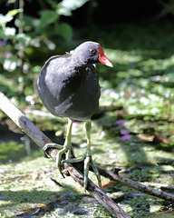 La poule d'eau