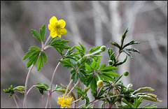 Anemone ranunculoïdes