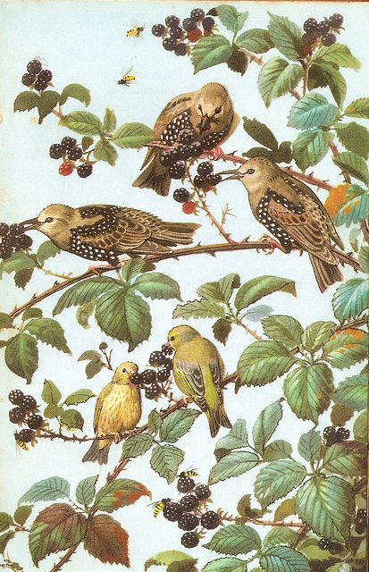 Young starlings & greenfinches...