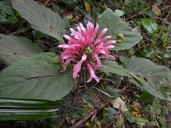 DSCN5247 - jacobínia ou junta-de-cobra Justicia purpurea (ex-carnea), Acanthaceae