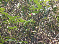 DSCN1459 - canavalia ou feijão-de-porco Canavalia rosea, Fabaceae Faboideae
