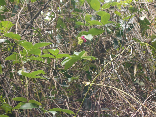 DSCN1459 - canavalia ou feijão-de-porco Canavalia rosea, Fabaceae Faboideae